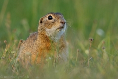 78 Ziesel - Spermophilus citellus